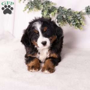 Mia, Bernedoodle Puppy
